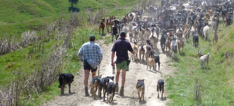 Goat mustering expert services new zealand